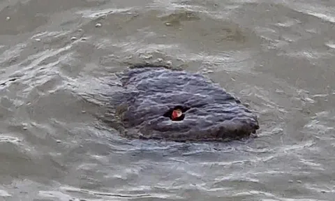 Đang đi dạo, người đàn ông sững sờ khi tận mắt thấy quái vật sông Thames, phiên bản thứ hai của Loch Ness?