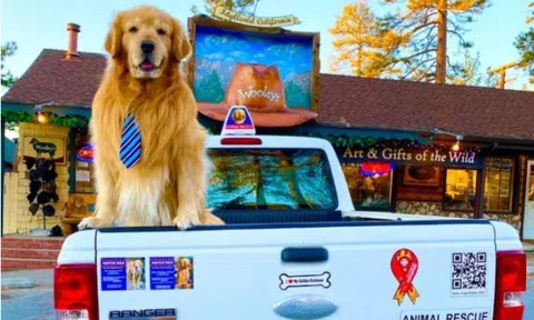 Chi 3 tỷ đồng mỗi năm để chó cưng giữ chức Thị trưởng trong nhiều năm liên tiếp