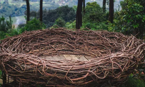 Tận mắt thấy 'tổ chim khổng lồ' rộng 4,5 mét trên vách đá, bất ngờ hơn khi biết thuộc về loài vật này