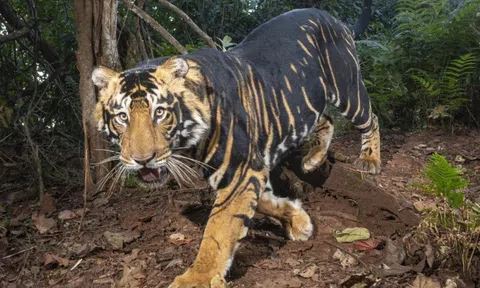 Những hình ảnh hiếm hoi về hổ đen quý hiếm ở Ấn Độ lần đầu lộ diện khiến dư luận kinh ngạc