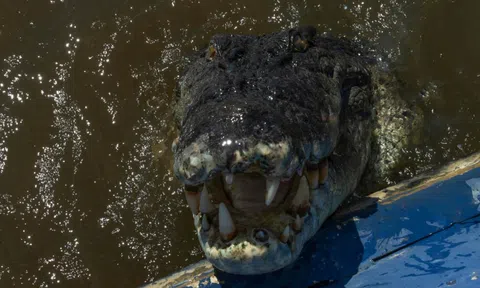 Cá sấu khổng lồ dài 4 mét bất ngờ nhảy lên thuyền, người đàn ông thoát nguy hiểm nhờ phản xạ cực nhanh