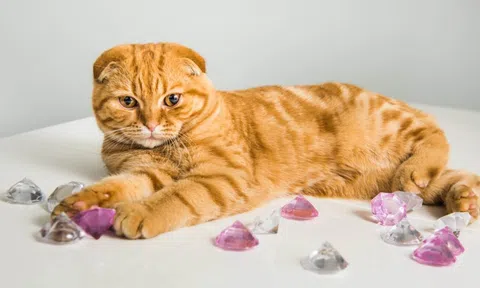 Mèo cưng vô tình nuốt chửng viên kim cương trị giá hàng trăm triệu, chủ nhân làm cách đơn giản này để lấy lại