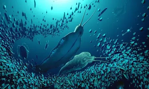 Phát hiện loài giun biển được mệnh danh là 'quái vật đại dương' có niên đại hơn 500 triệu năm trước