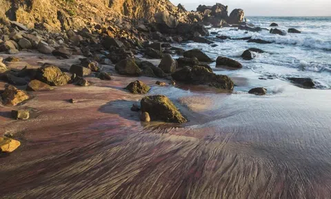 Bãi biển siêu thực kỳ lạ, có một không hai trên thế giới với dải cát màu tím