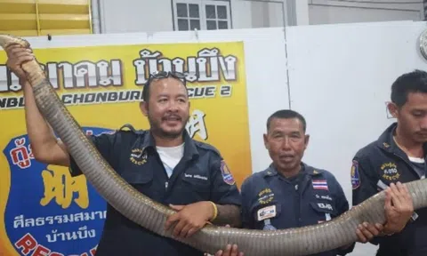 Phát hiện rắn hổ mang chúa khổng lồ dài 4,2m ở sân golf, năm người đàn ông vật lộn mới tóm gọn
