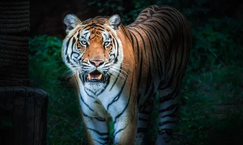 Đang lái xe trên đường quốc lộ vào đêm khuya, người đàn ông hốt hoảng vì chạm trán chúa tể rừng xanh