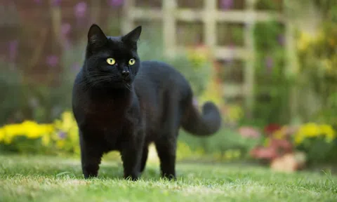 Thấy chú chó trắng bị hai con sói tấn công lúc nửa đêm, mèo đen liền xông ra giải cứu