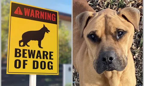 Mặc kệ tấm biển 'nhà có chó dữ', người phụ nữ đẩy cửa bước vào phát hiện con vật đáng thương, nước mắt đầm đìa