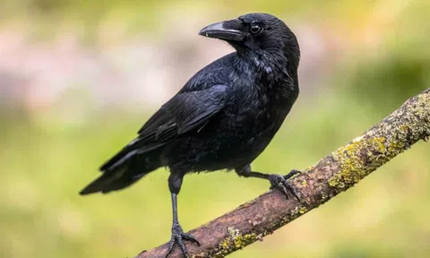 Đang đi dạo, người phụ nữ hốt hoảng khi thấy con quạ biết nói tiếng người, tiết lộ sự thật gây xúc động