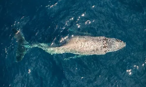 Phát hiện cá voi lưng gù bị gãy cột sống nghiêm trọng, chuyên gia tiết lộ sự thật tàn khốc