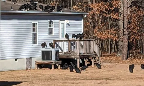 Thấy đàn kền kền hơn 50 con đậu trên mái nhà hàng xóm, người phụ nữ hoảng hồn khi biết sự thật