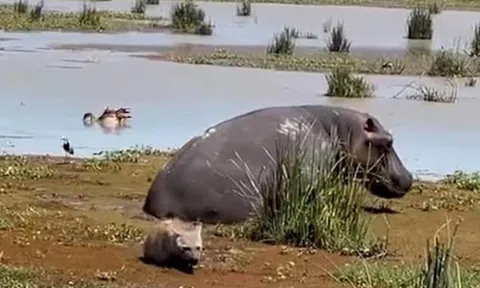 Thấy hà mã nằm bất động dưới nước, linh cẩu mon men đến gần định làm thịt không ngờ bị phản công ngược