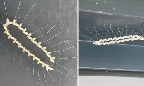 Phát hiện loài côn trùng lạ có hình chữ U, xung quanh có hạt li ti như gạo, tá hỏa khi biết sự thật từ chuyên gia