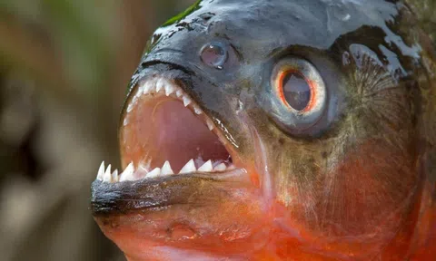 Người đàn ông mất tích, khi tìm thấy chỉ còn bộ xương, nghi bị cá piranha ăn thịt