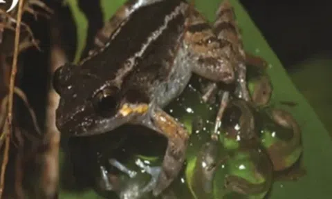 Phát hiện ếch có răng nanh nhỏ nhất thế giới, có con đực còn đang ấp trứng