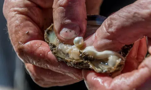 Đi chợ mua con trai về nấu ăn, người phụ nữ không ngờ nhặt được viên ngọc trai quý hiếm