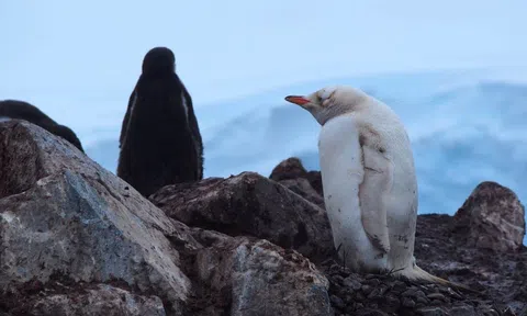 Phát hiện chim cánh cụt trắng quý hiếm ở Nam Cực, chuyên gia tiết lộ lý do lông đổi màu