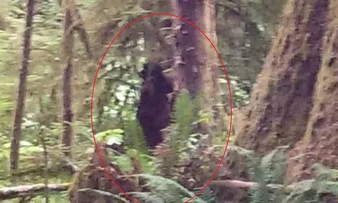 Đi cắm trại, người đàn ông vô tình chụp được ảnh quái vật Bigfoot mà không hề hay biết