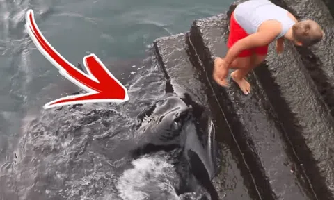 Phát hiện sinh vật khổng lồ kỳ lạ dưới nước, cậu bé 8 tuổi không run sợ mà còn thoải mái chơi đùa