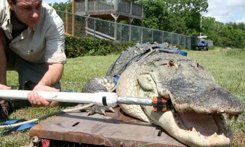 Không phải chúa tể rừng xanh, đây mới là loài vật có lực cắn mạnh nhất