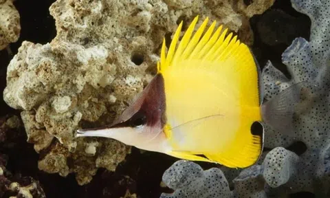 12 loài cá kỳ lạ nhất thế giới, có loài còn có khả năng bay với 'đôi cánh' trong suốt