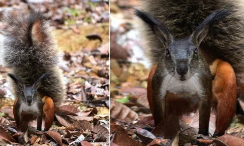 Bí ẩn về loài sóc 'ma cà rồng' tý hon có hàm răng sắc như dao, cắt cổ hươu chỉ trong nháy mắt