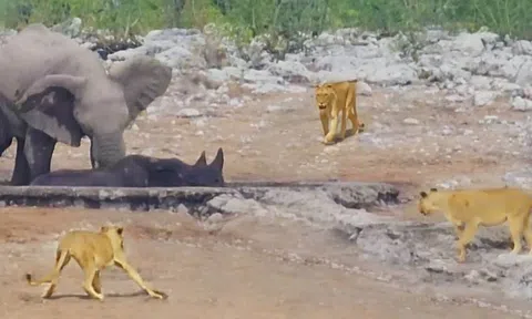 Tê giác mắc kẹt trong hồ nước bị đàn sư tử cái vây quanh, voi xuất hiện như vị cứu tinh và cái kết đảo ngược