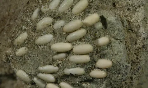 Phát hiện sinh vật bí ẩn, xem kĩ mới biết là tổ trứng hóa thạch có niên đại 29 triệu năm tuổi