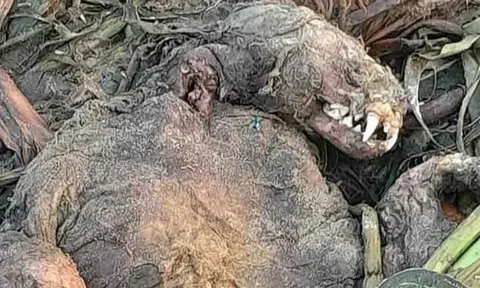 Ngư dân phát hiện 'thuỷ quái răng nanh' khổng lồ trên bãi biển, chuyên gia vào cuộc làm rõ sự tình