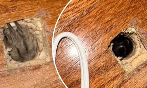 Người đàn ông tá hoả khi phát hiện sinh vật kỳ lạ ẩn nấp dưới sàn nhà