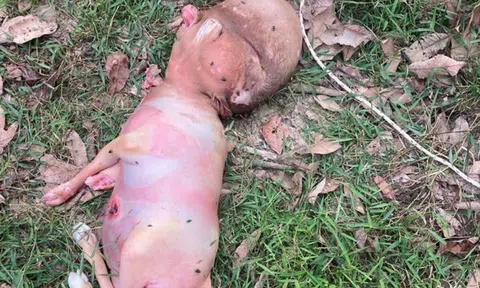 Thực hư bức ảnh sinh vật lạ nghi nửa người nửa thú khiến chuyên gia vào cuộc làm rõ