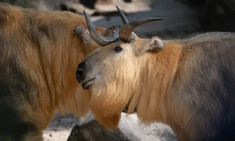 Người đàn ông bắt gặp linh ngưu hoang dã trên đường bèn lấy điện thoại ra quay và cái kết