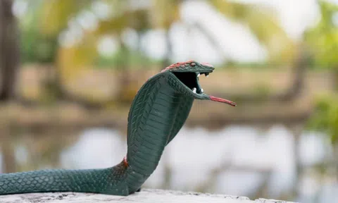 Đặt rắn hổ mang chúa giả dưới mái hiên để ngăn chim xây tổ, cái kết dở khóc dở cười