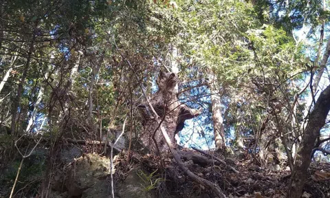 Tưởng gặp gấu hoang dã khi đi leo núi, người đàn ông hốt hoảng bỏ chạy nhưng chợt nhận ra điều kỳ lạ