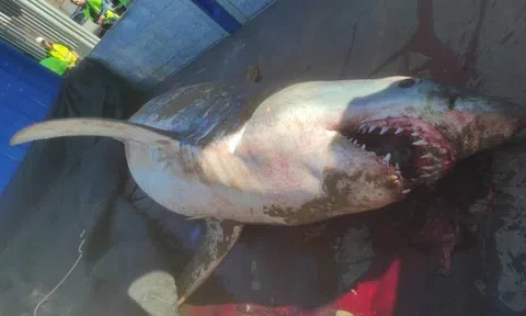 Phát hiện 'thủy quái' khổng lồ nặng 200 kg dạt vào bờ biển du lịch với máu trong miệng