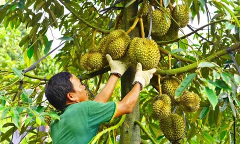 Lâm Đồng: Khuyến cáo không tự phát mở rộng diện tích, quản lý tốt mã số vùng trồng sầu riêng