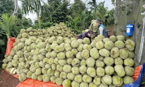 Nông dân Đắk Lắk bội thu nhờ giá sầu riêng cao ngất ngưỡng