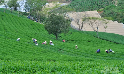 Nâng cao giá trị thương hiệu chè Lâm Đồng