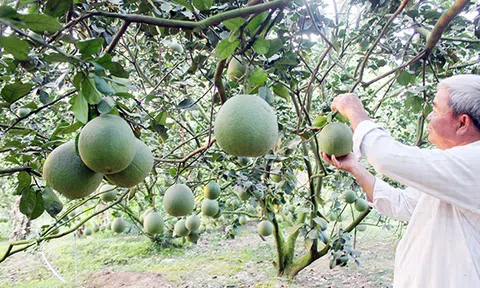 Đồng Nai: Phát triển nông nghiệp hữu cơ gắn với công nghiệp chế biến và thị trường tiêu thụ sản phẩm