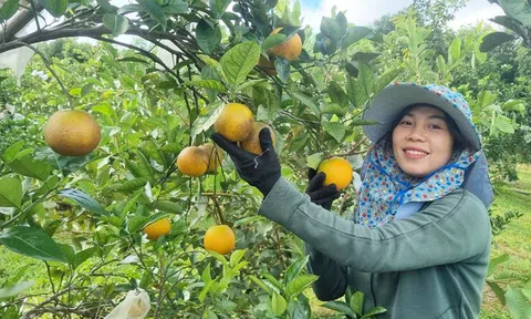 Gia Lai: Mở rộng diện tích sản xuất nông nghiệp hưu cơ