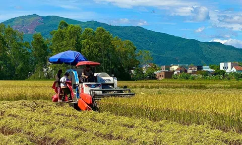 Bình Định: Ngành nông nghiệp giữ ví trí quan trọng trong phát triển kinh tế