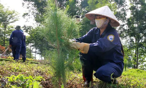 Công tác lâm nghiệp của tỉnh Lâm Đồng trong năm 2023