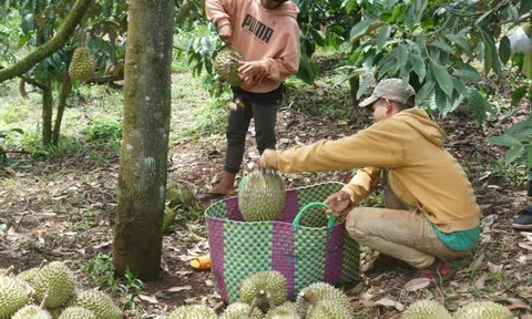 Đắk Nông: Định hướng phát triển nông nghiệp theo hướng công nghệ cao, nâng cao giá trị sản xuất