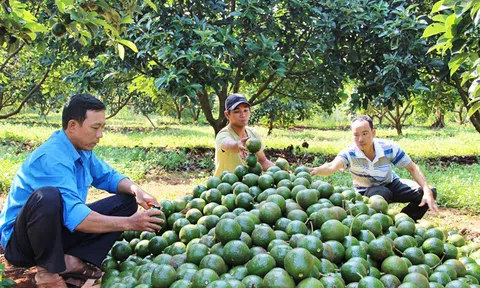 Tiềm năng xuất khẩu nông sản Tây Nguyên sang Trung Quốc