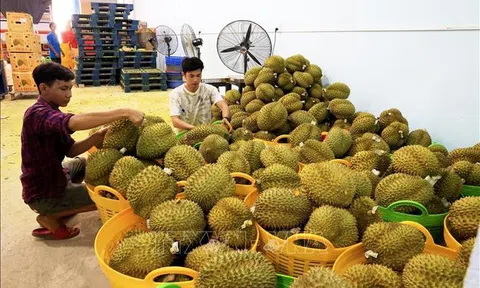 Xuất khẩu nông sản của Việt Nam tiếp tục gặt hái thành công lớn ngay từ đầu năm 2024