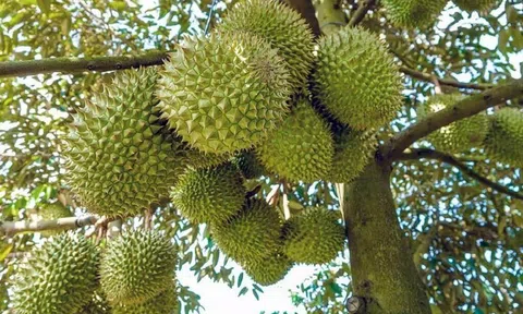 Lâm Đồng: Tình hình kinh tế duy trì ổn định trong tháng đầu năm 2024