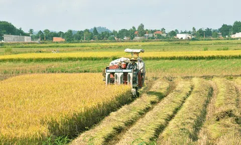 Phát triển sản xuất thương hiệu Lúa, gạo Cát Tiên