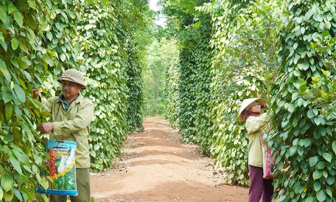 Giá tiêu tăng trở lại sau gần 10 năm qua: Nông dân dồn sức đầu tư