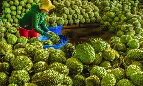 Xuất khẩu rau quả Việt Nam kỳ vọng lập kỷ lục 7 tỷ USD trong năm 2024