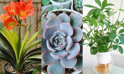 Cách chọn loại cây phù hợp với 12 con giáp giúp đem lại tài lộc vào năm 2024